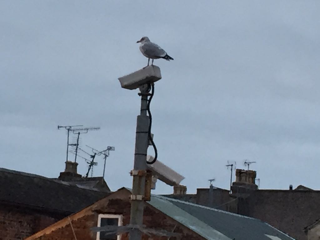 Yksityisen turvallisuusalan toimijoiden näkemyksiä alan lakiuudistuksesta